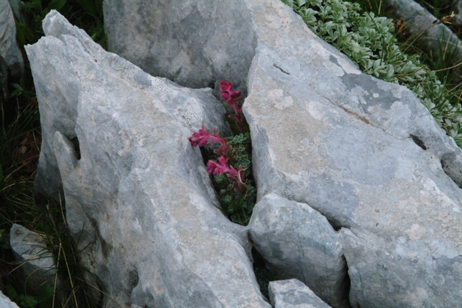 Saxifraga porophylla / Sassifraga porosa